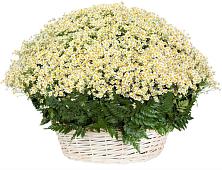 Цветочная композиция из Ромашки в корзине #REPLACE_PRED# Улан-Удэ
